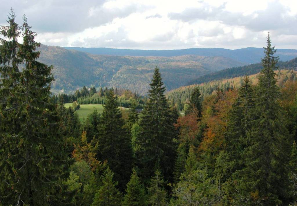 Spruce forests in the French Jura